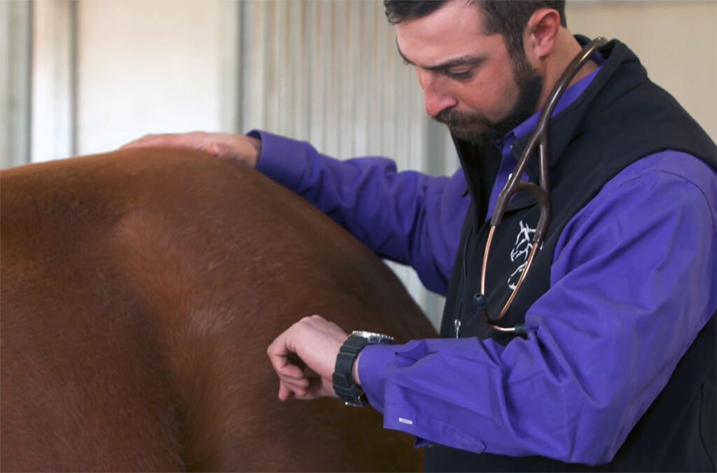 a veterinarian taking a horse's respiratory rate