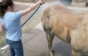 a woman sprays a palomino horse down with a hose