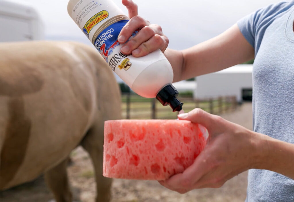squeezing showsheen horse shampoo onto a sponge