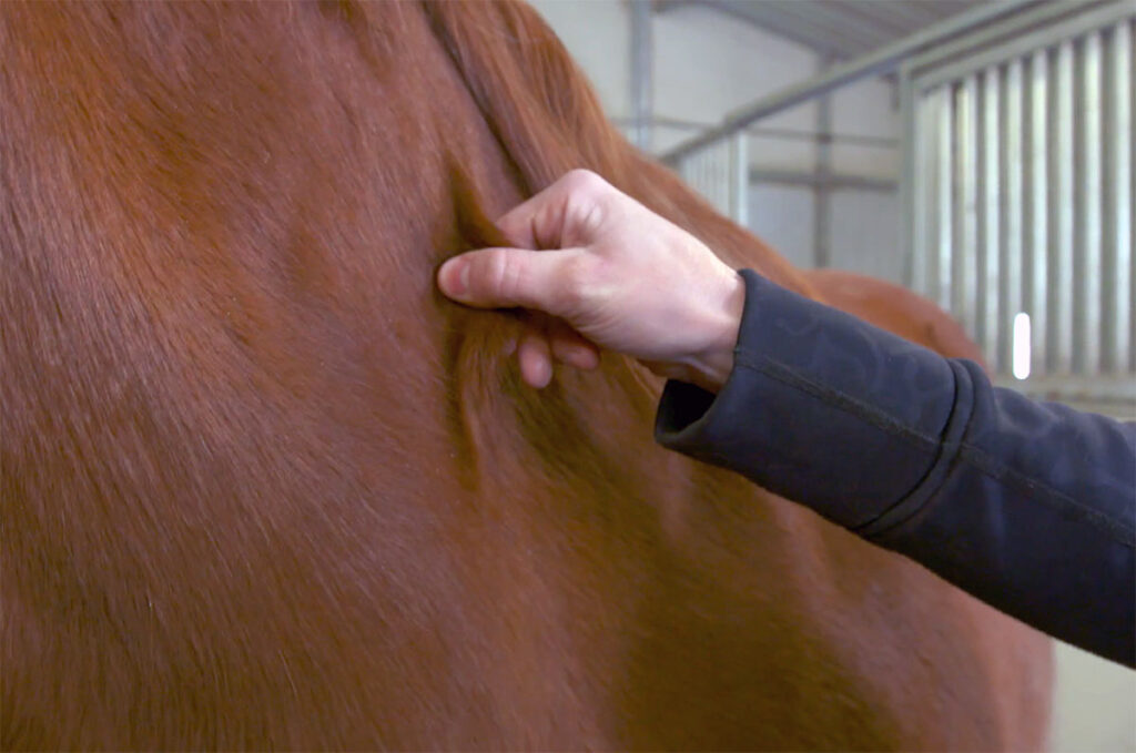 close-up of a veterinarian performing a skin pinch test on a horse to determine hydration status