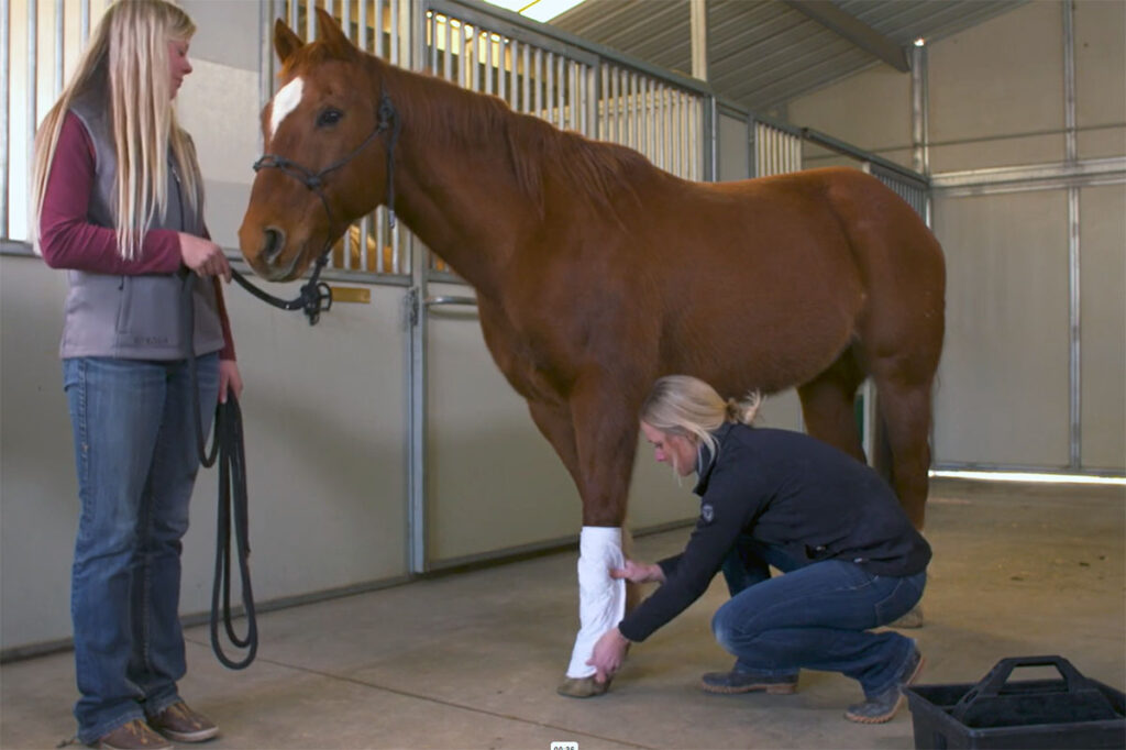 a veterinarian applies a standing wrap to a horse's leg