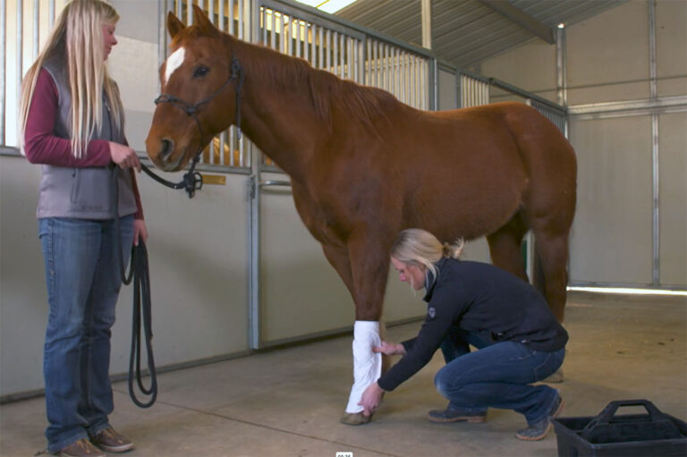 a veterinarian applies a standing wrap to a horse's leg