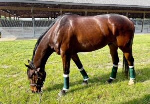 A bay Thoroughbred grazes while wearing standing bandages