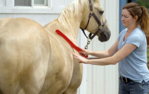 scraping water off a palomino horse after a bath