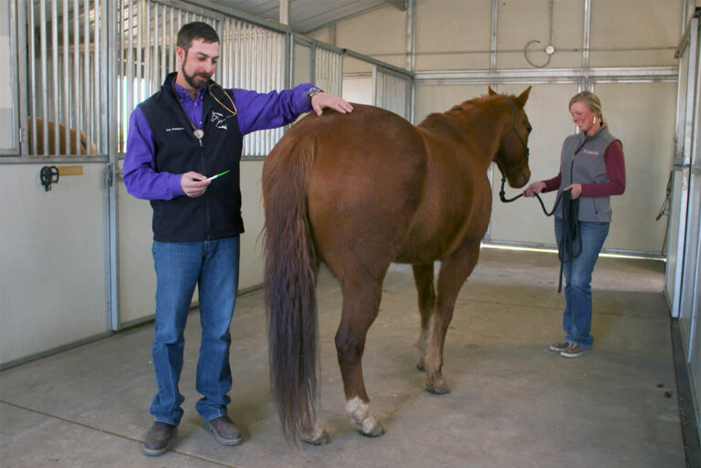 An equine veterinarian takes a chestnut horse's temperature