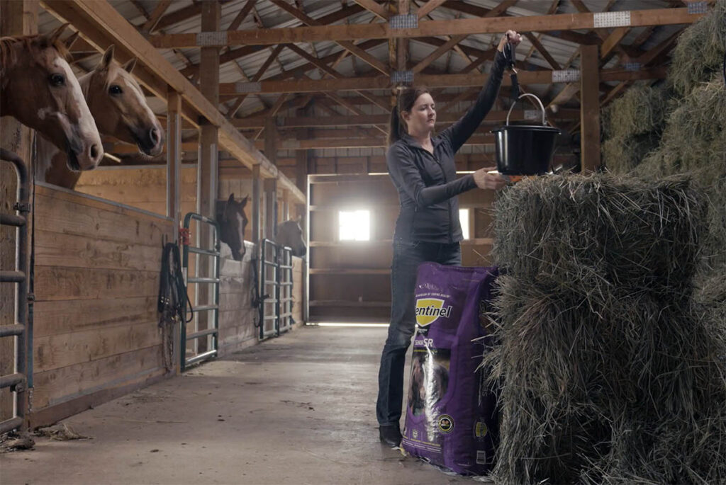 a horse owner weighs her horse's feed and hay rations