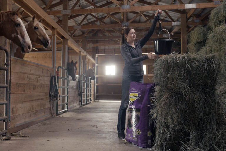 a horse owner weighs her horse's feed and hay rations