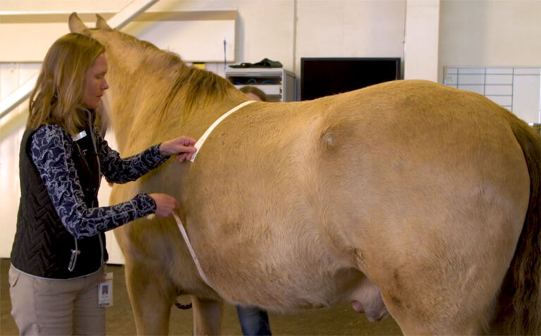 A veterinarian measures a horse's barrel using a weight tape