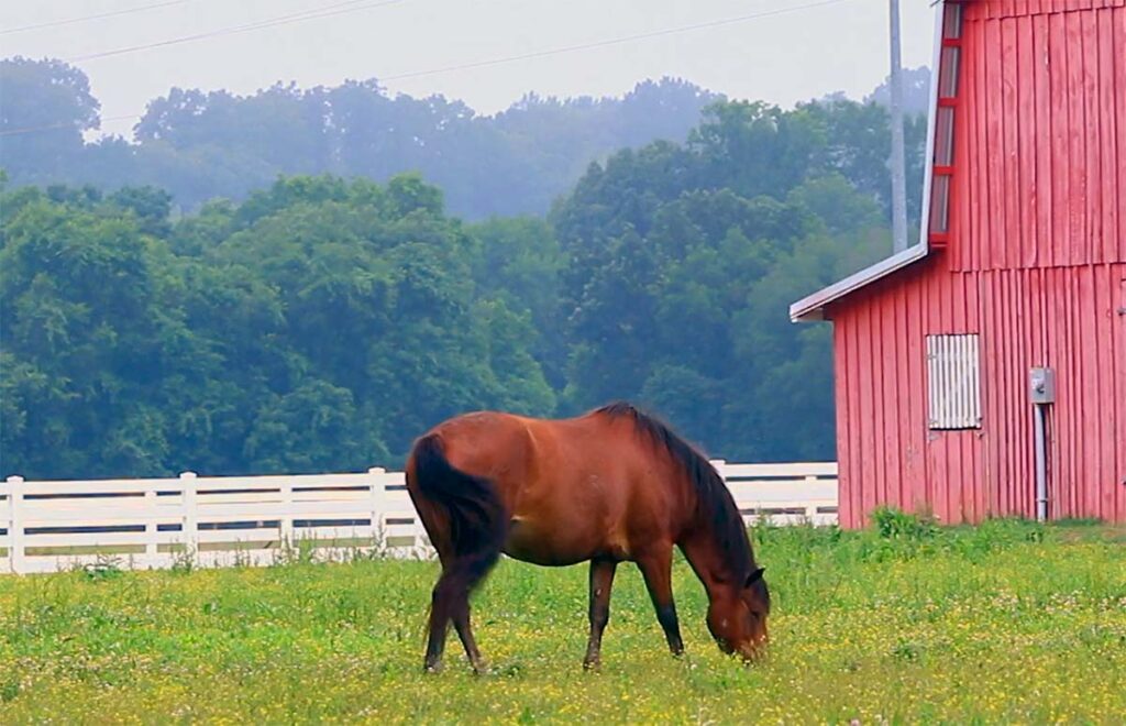 An overweight bay horse grazes in a field
