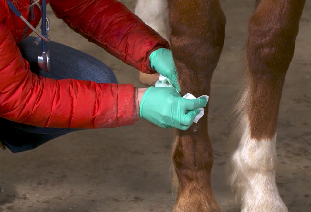 a veterinarian cleans and dresses a wound on a horse's leg