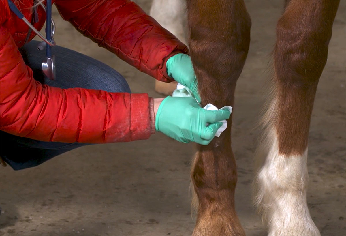 a veterinarian cleans and dresses a wound on a horse's leg