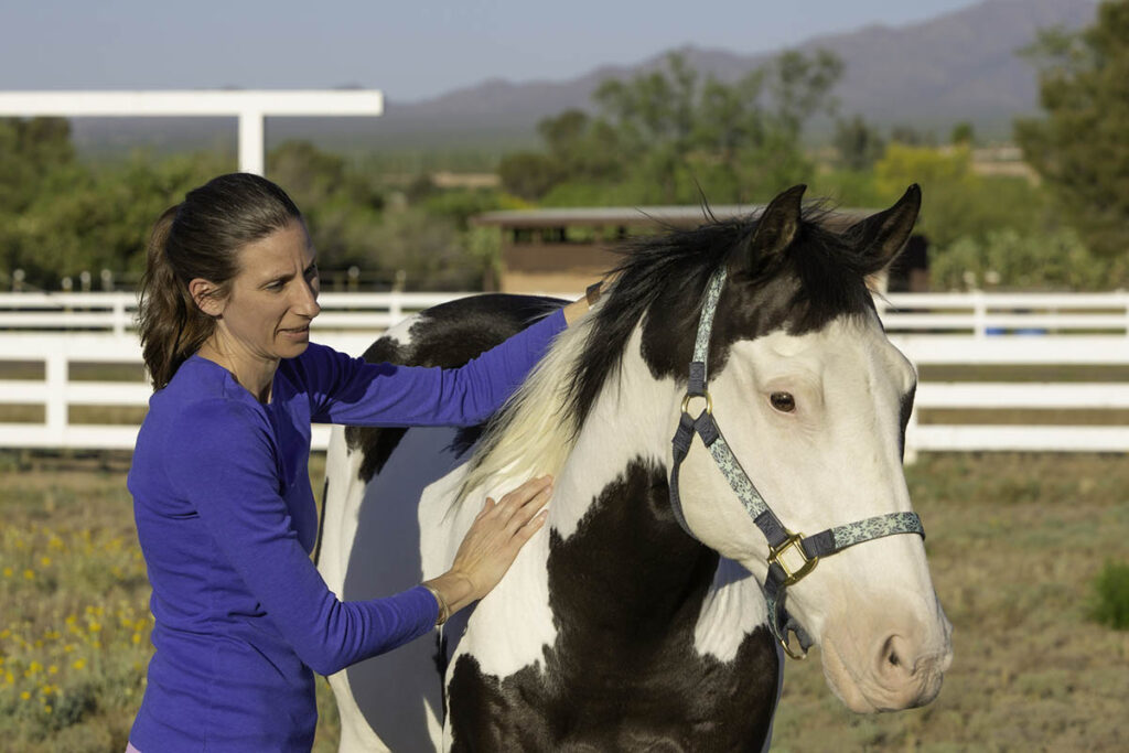 a woman uses her hands to assess a paint horse's body condition score