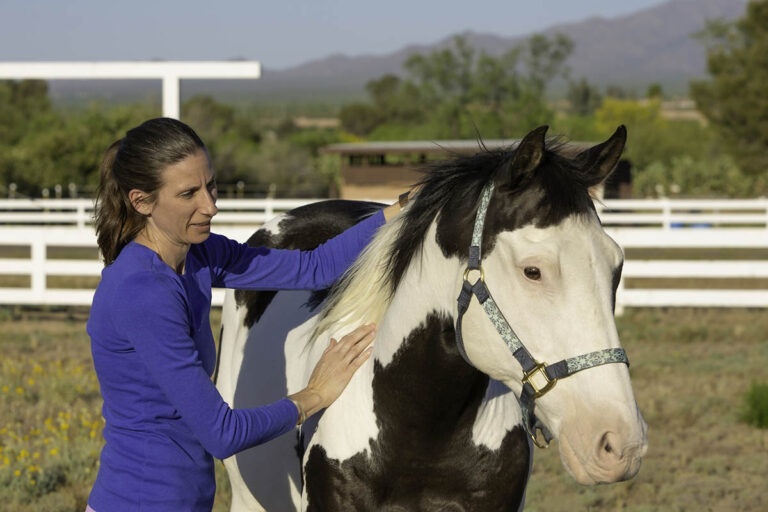 a woman uses her hands to assess a paint horse's body condition score