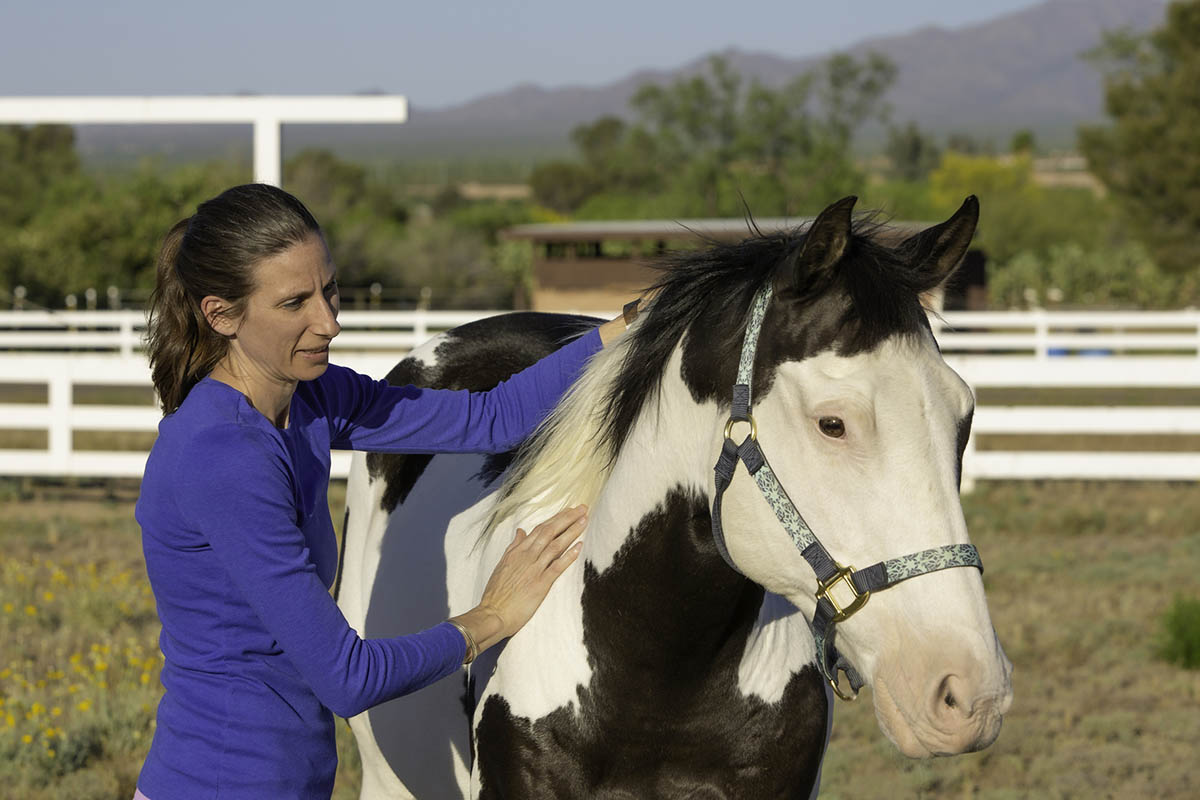 a woman uses her hands to assess a paint horse's body condition score