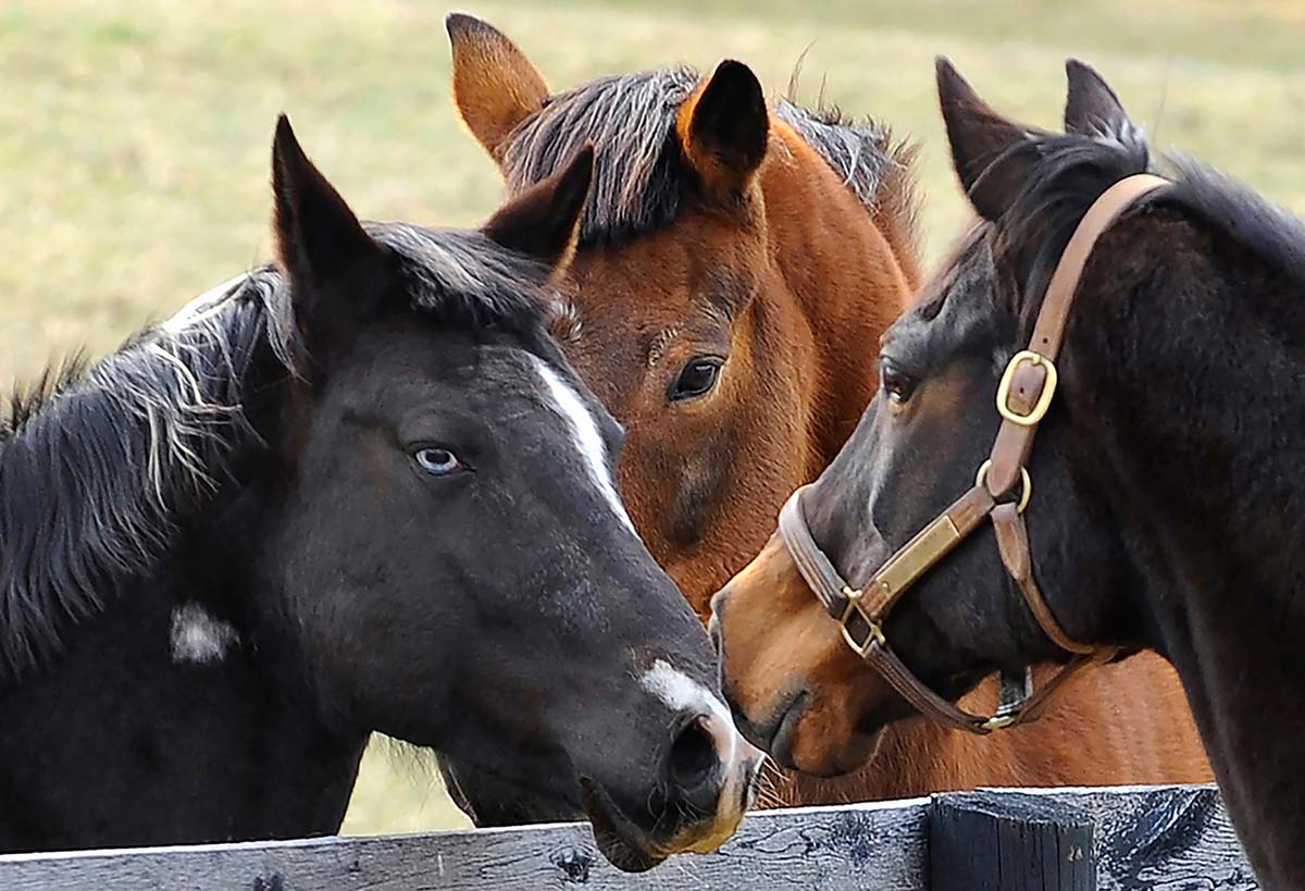 introducing a new horse to a herd by letting three brown horses touch noses over a fence line