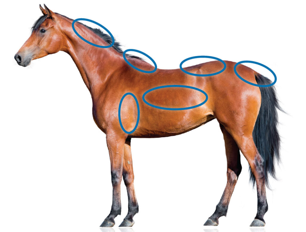 A bay horse with the six key body condition scoring areas on his body circled