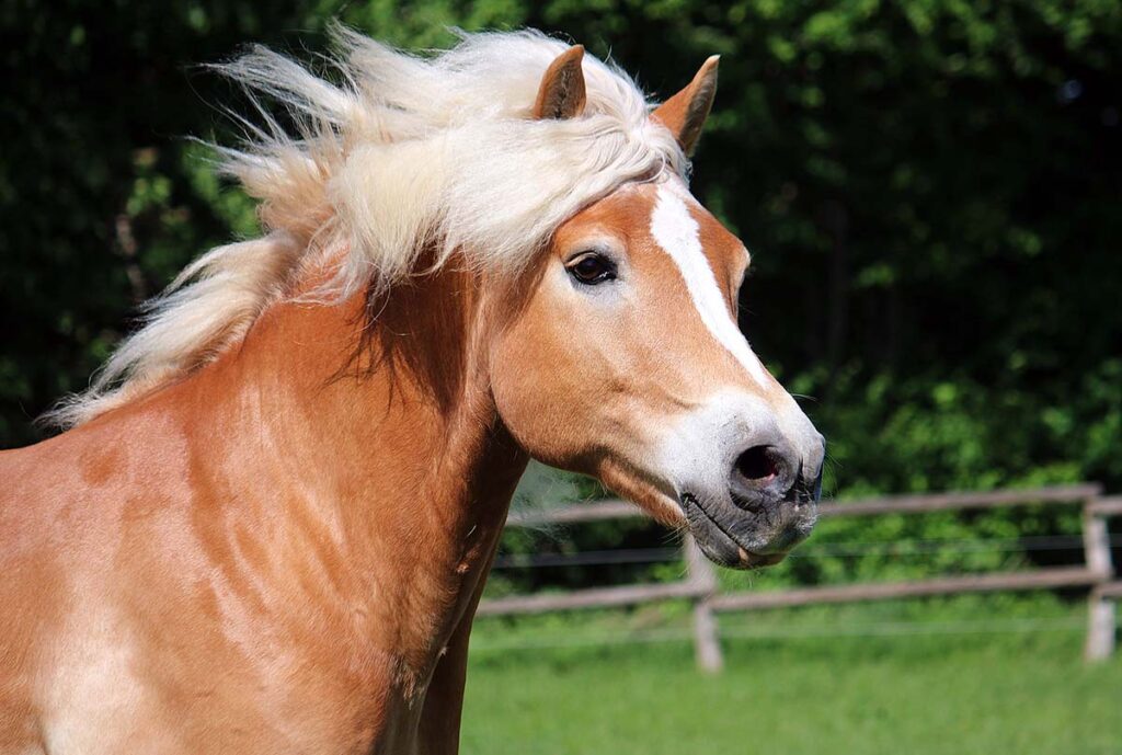 A beautiful haflinger horse running in a field with mane blowing in the wind