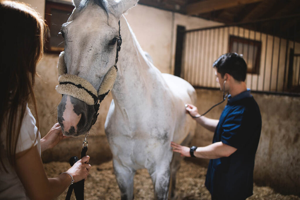 a veterinarian performs an exam on a gray horse in a stall