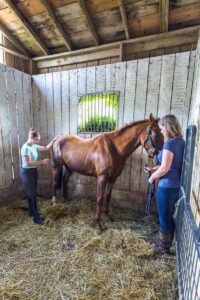 A woman holds a chestnut thoroughbred horse in a stall while another woman checks his rectal temperature