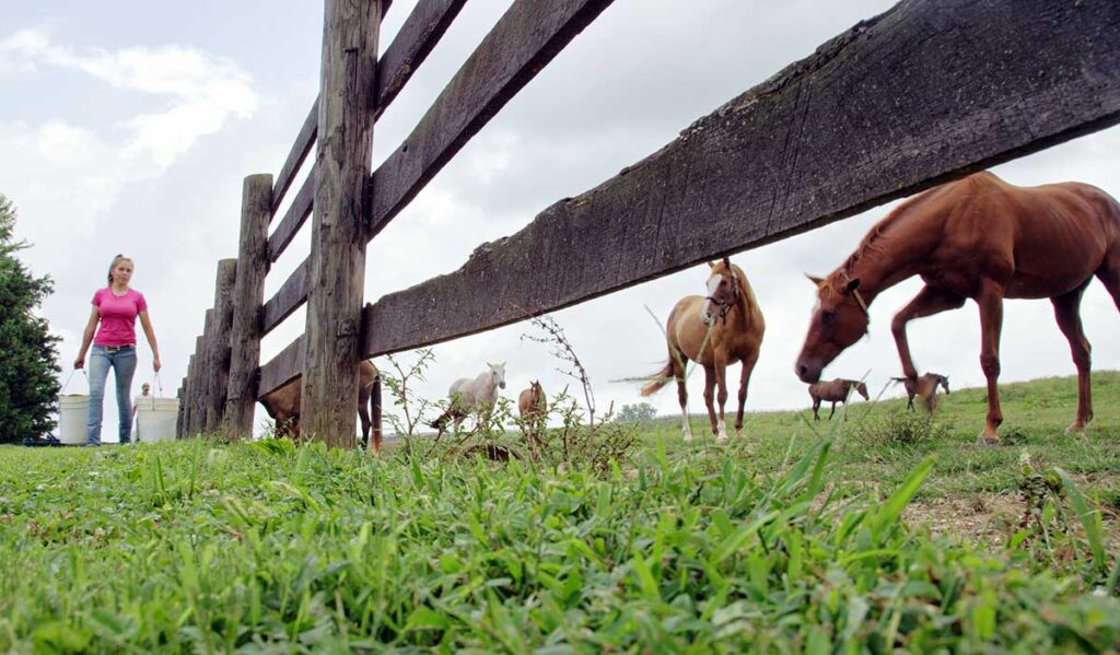 a woman carries two buckets of feed to a group of horses on the other side of a pasture fence