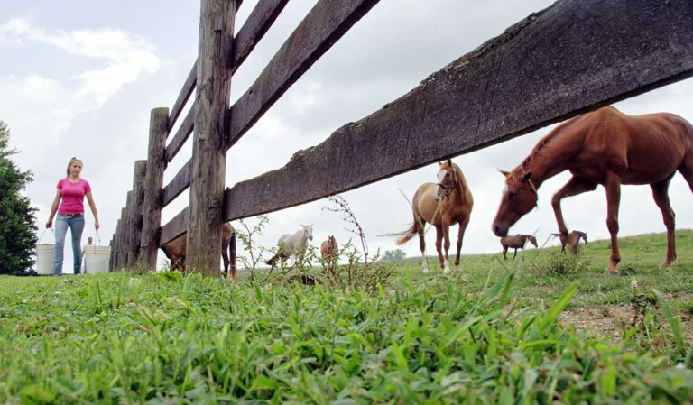 a woman carries two buckets of feed to a group of horses on the other side of a pasture fence