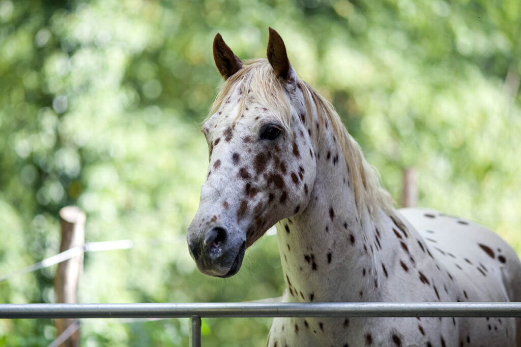 A spotted appaloosa horse looks over a gate