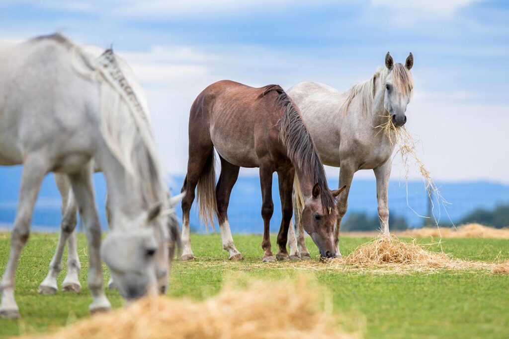 three gray Arabian horses eat hay from separate piles in a field to minimize conflict when introducing a new horse to a herd