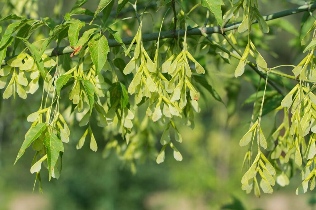 close up of box elder tree leaves and seeds