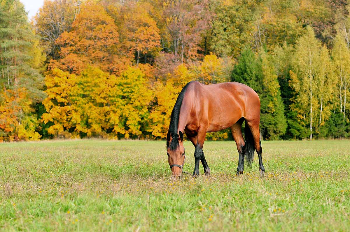 A bay horse grazes in a field in autumn with fall foliage in the background