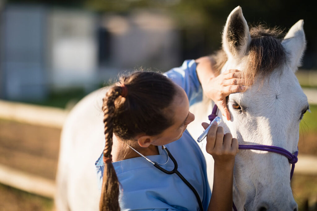 an equine veterinarian examines a horse's eye using a flashlight to diagnose any horse eye issues