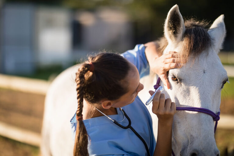 an equine veterinarian examines a horse's eye using a flashlight to diagnose any horse eye issues