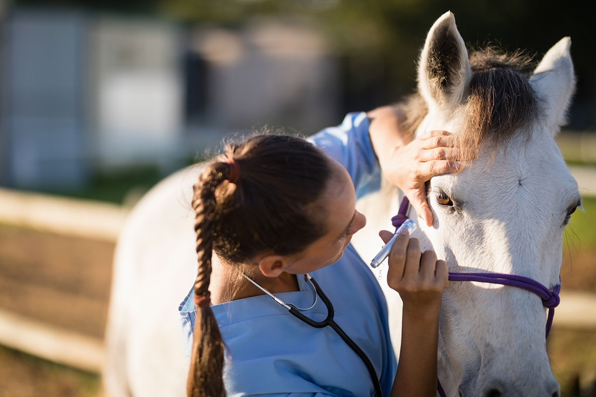 an equine veterinarian examines a horse's eye using a flashlight to diagnose any horse eye issues