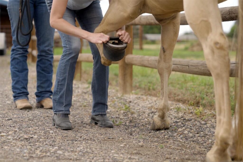 A woman pulls a rubber bell boot onto a palomino horse's hoof