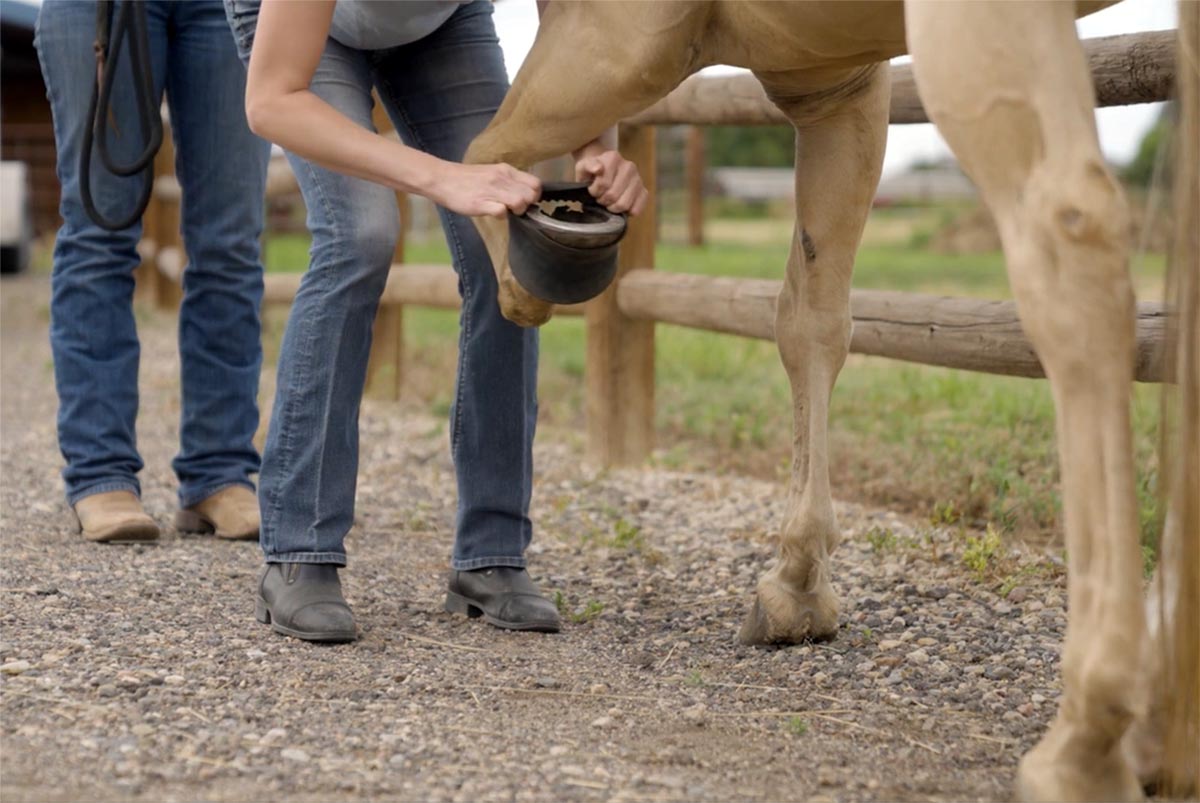 A woman pulls a rubber bell boot onto a palomino horse's hoof
