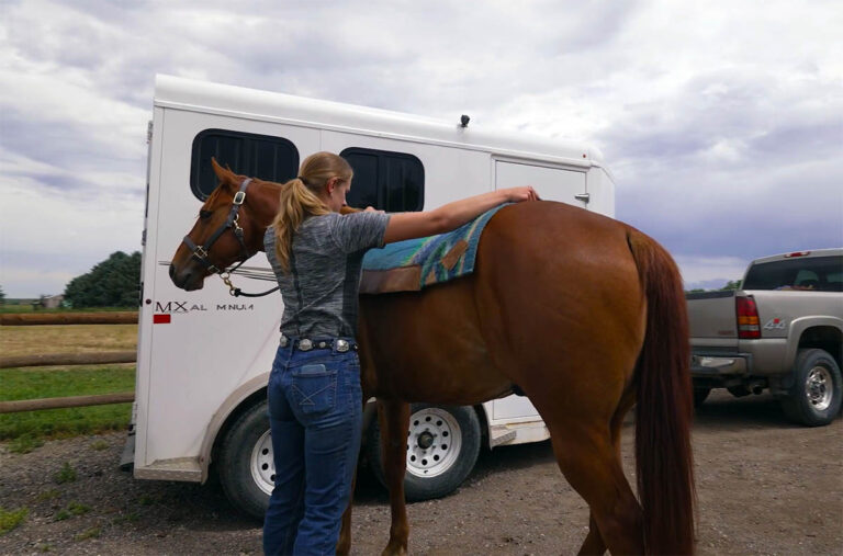 a woman places a western saddle blanket on a chestnut horse's back while tied to the trailer