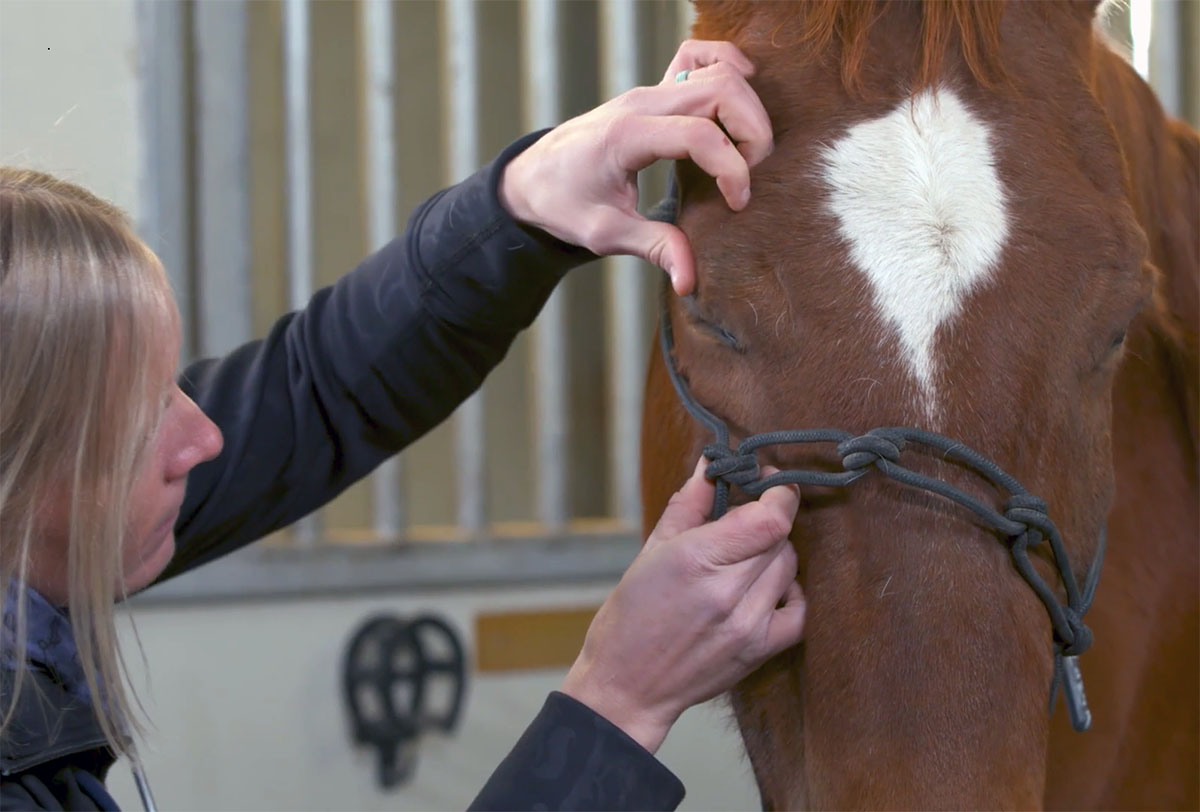 a veterinarian examines a horse's eye for signs of injury