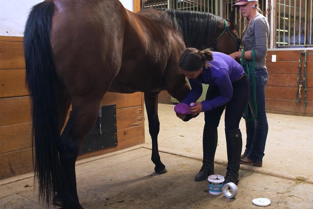 a horse owner packing and wrapping a bay horse's hoof in a barn