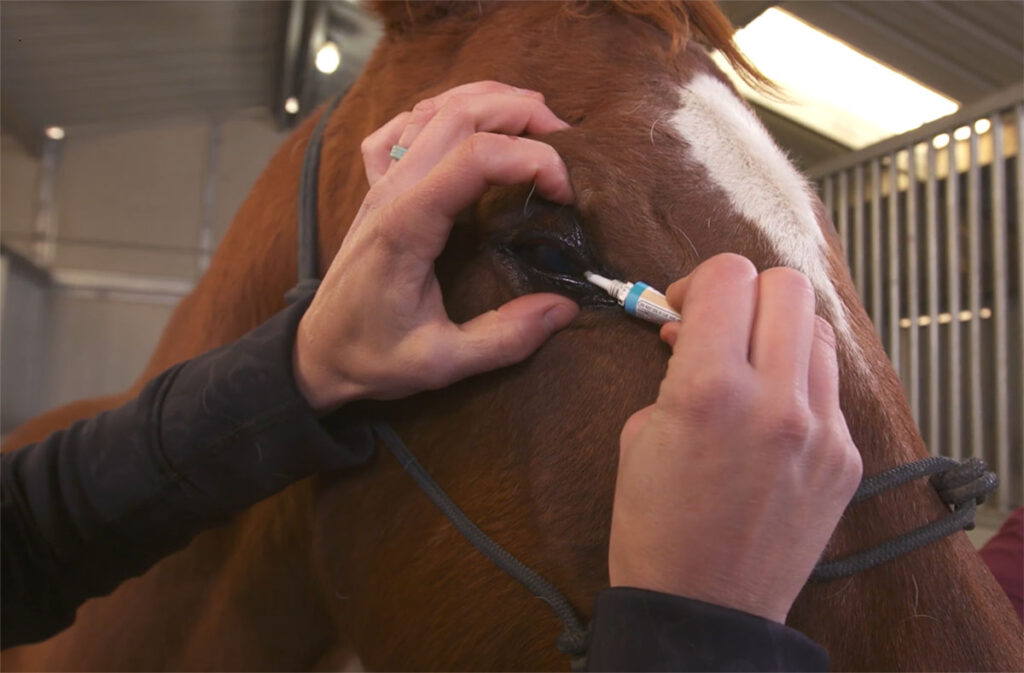 close-up of an equine veterinarian applying ointment to a horse's eye