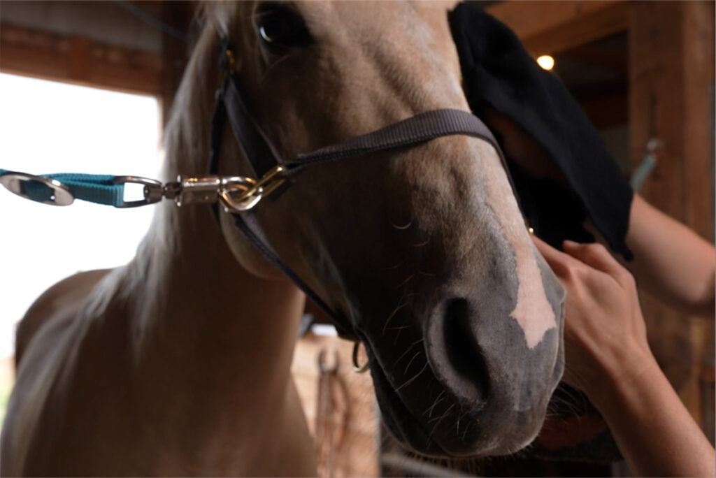 close-up of a handler wiping a horse's face with a towel