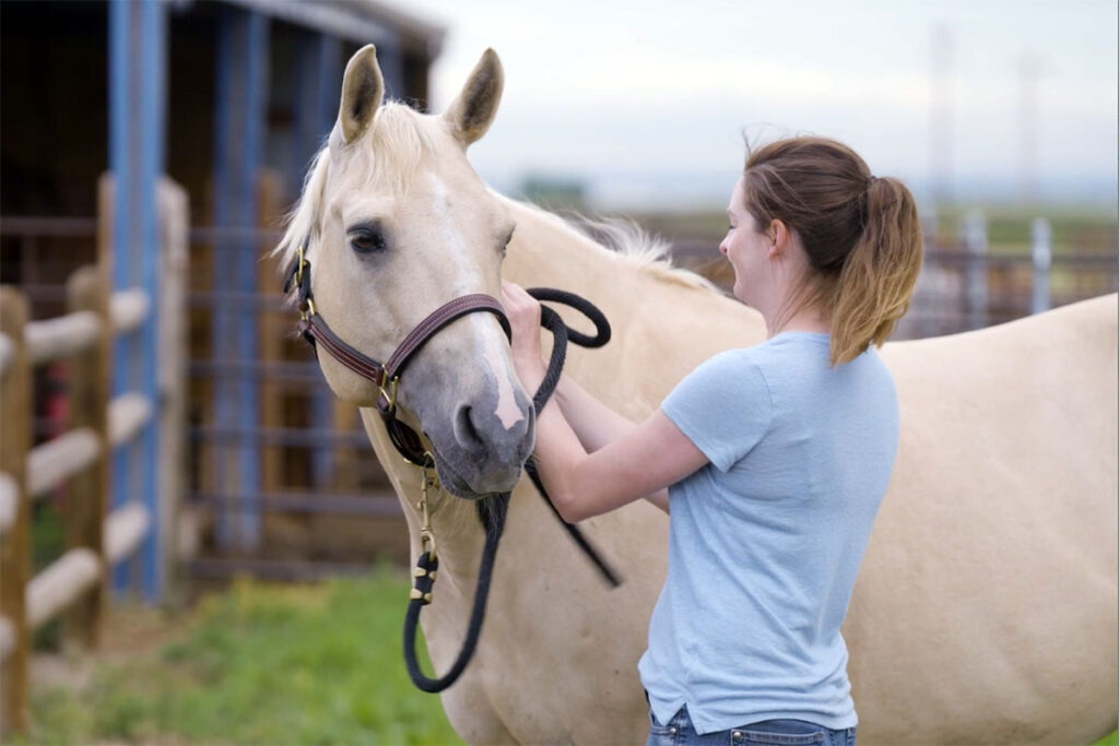 a woman in a blue shirt removing the halter from a palomino horse in a pasture.