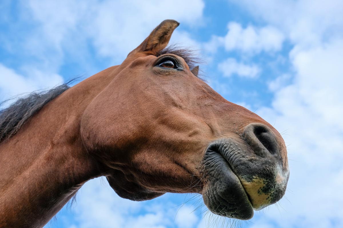 A close-up photo looking up at a bay horse's nose and face against a blue sky.