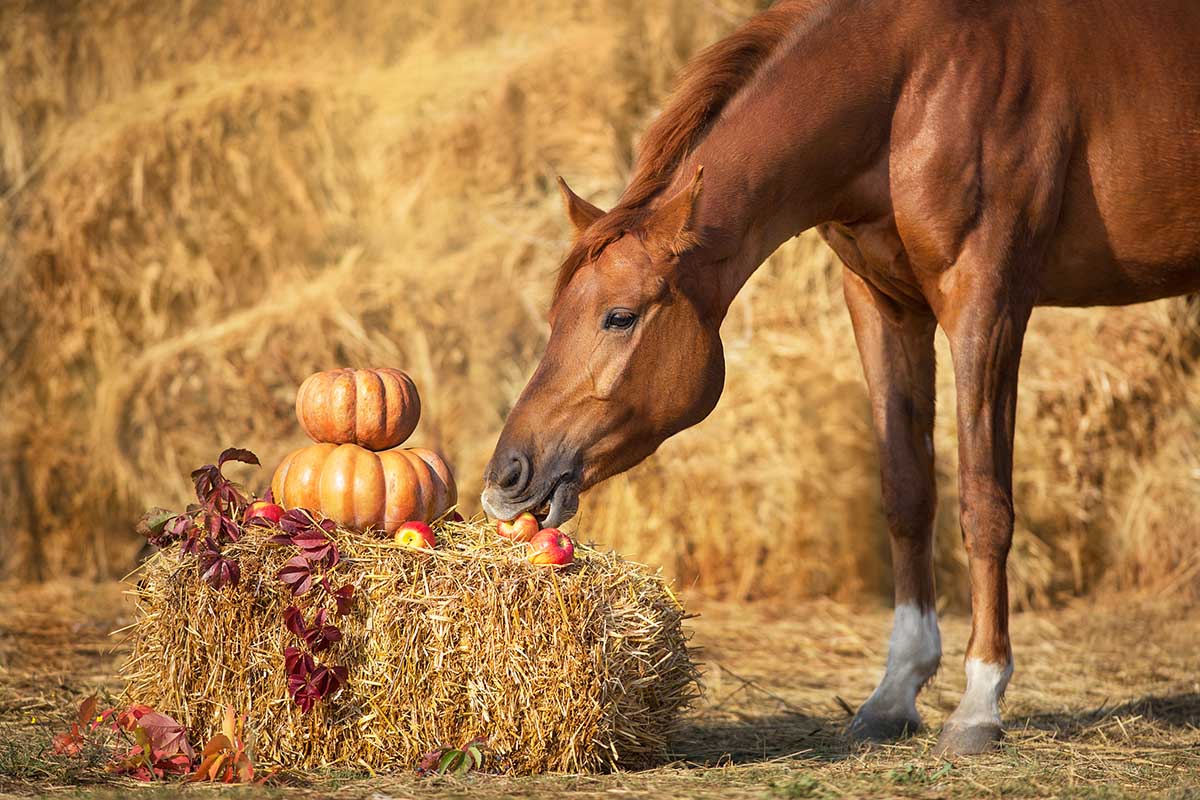 A chestnut horse eats and apple off a hay bale topped with pumpkins, with more hay in the background