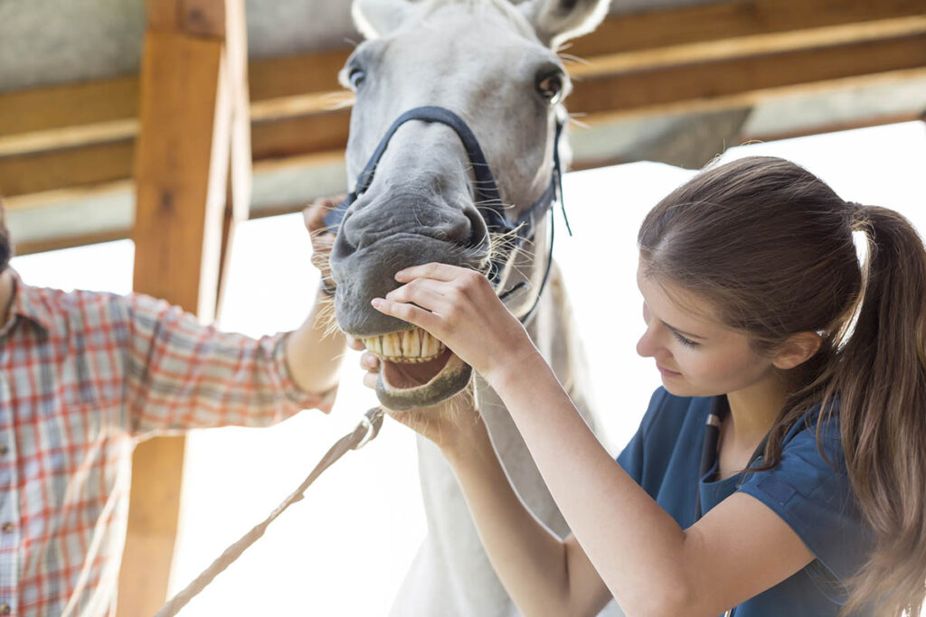 A young woman pulls back a gray horse's lips to evaluate his teeth as part of preventive horse care