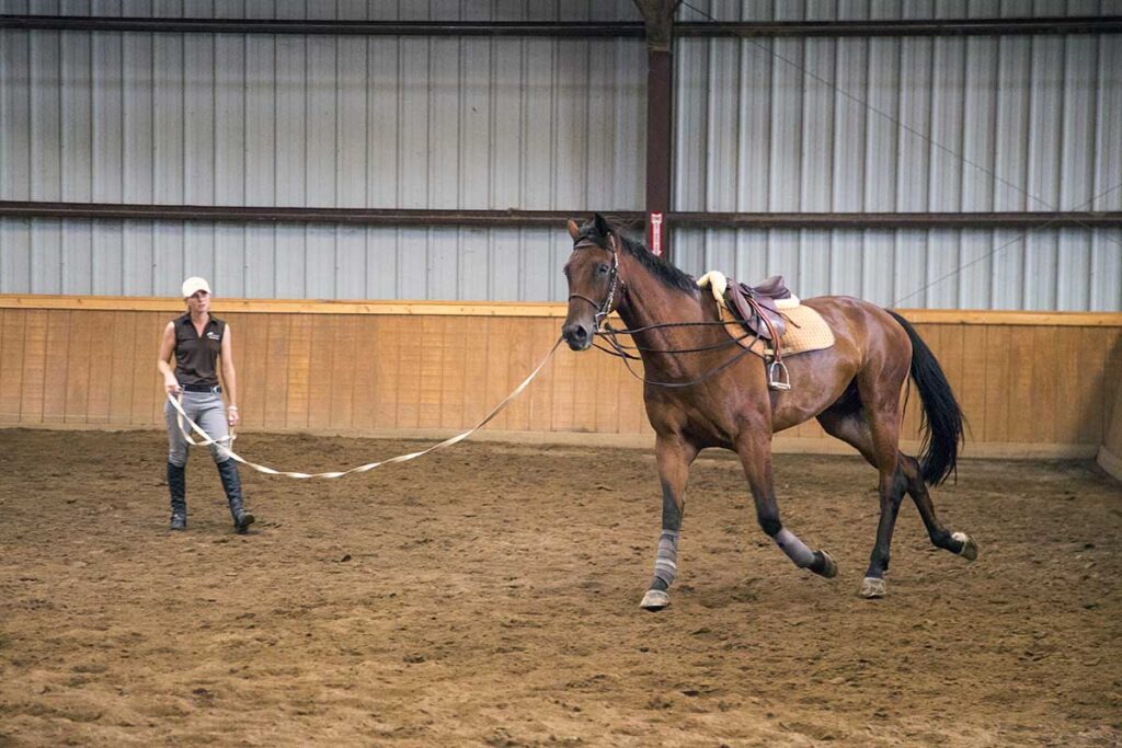 A woman evaluates a horse for lameness on a longe line at the trot in an arena