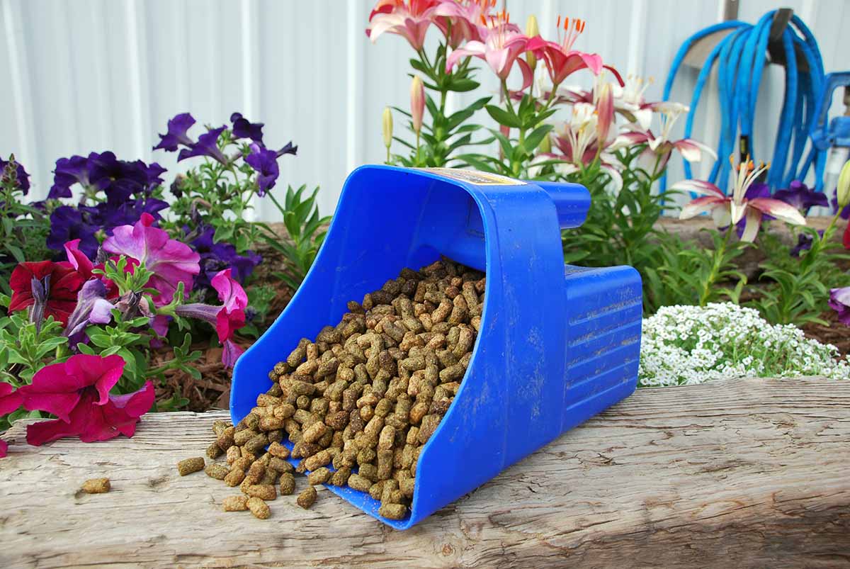 close up photo of a blue feed scoop containing horse feed with flowers in the background