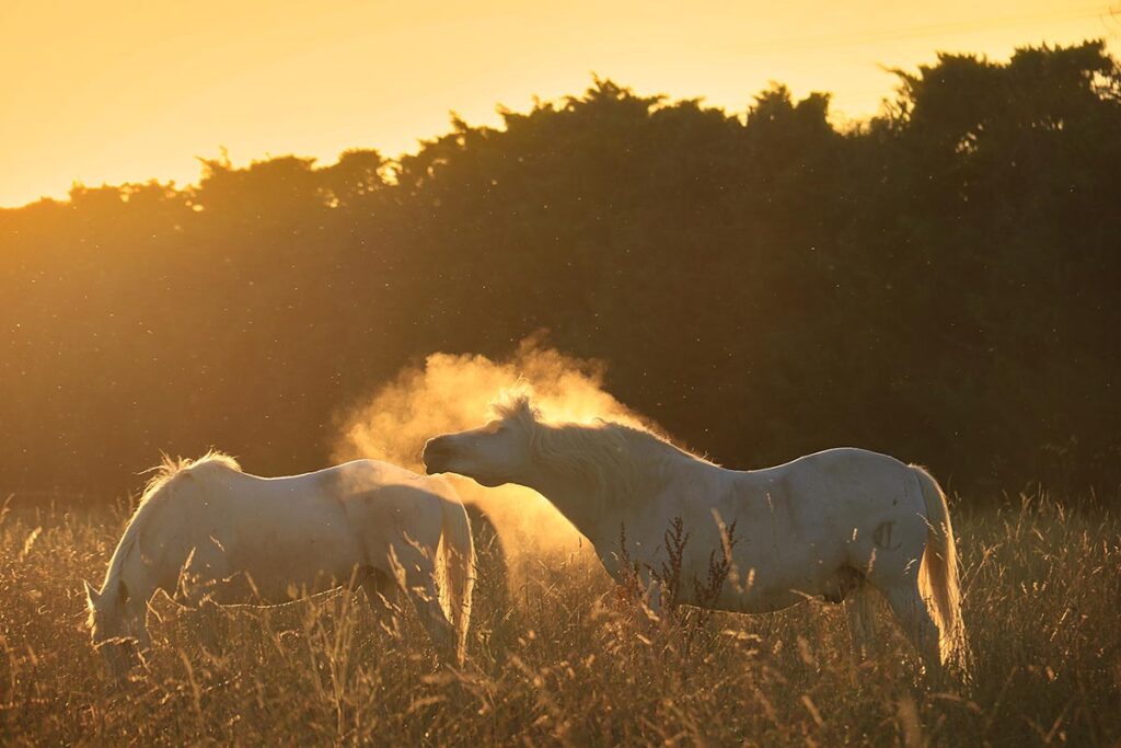 Two gray horses at dusk grazing in a field and shaking off dust.