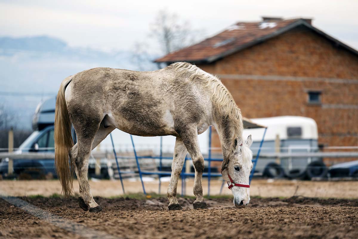 A gray horse covered in dirt walks around a muddy paddock