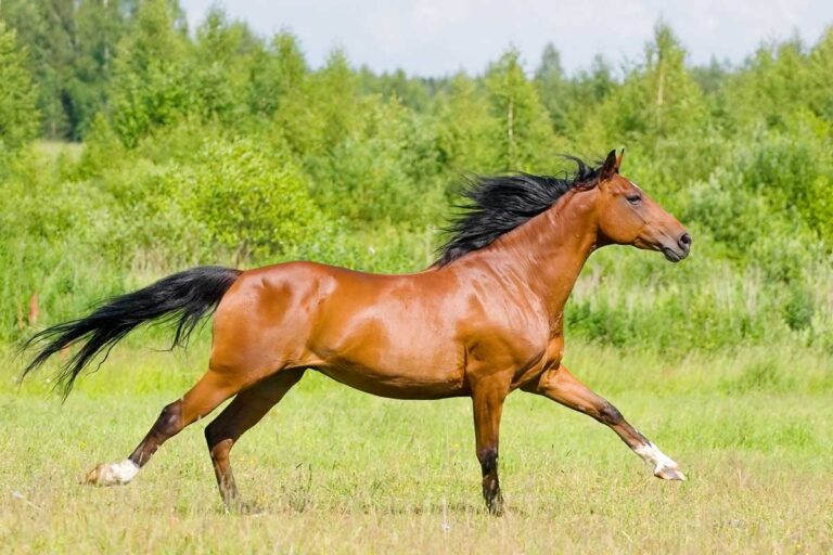 A bay horse cantering in a green field