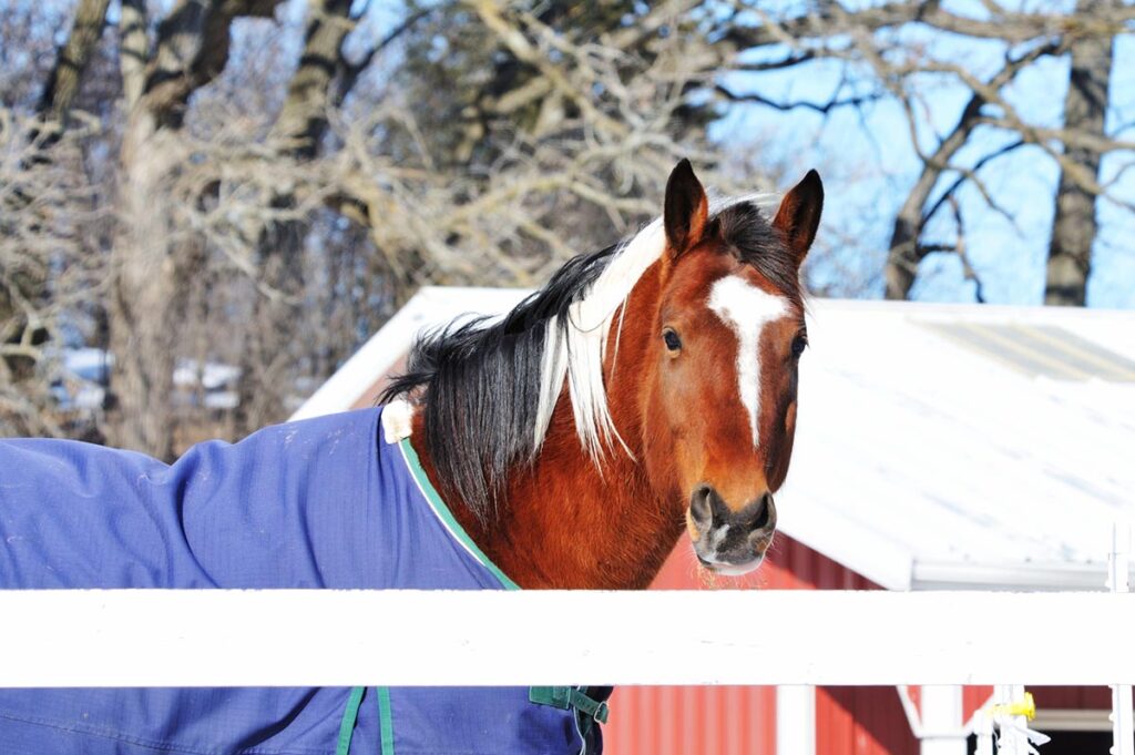 A brown and white paint horse wearing a blue blanket looks over a white fenceline