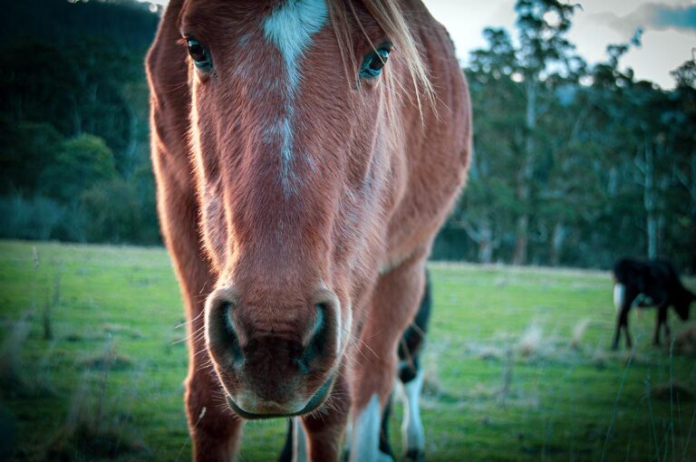 a close up photo of a chestnut senior horse's face with a winter coat and speckled with gray